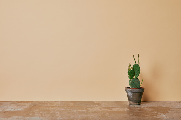 Cactus en maceta sobre mesa polvorienta sobre fondo beige
 - Foto, imagen