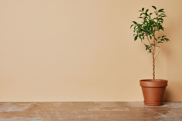 Plant in flowerpot on table on beige background - Photo, Image