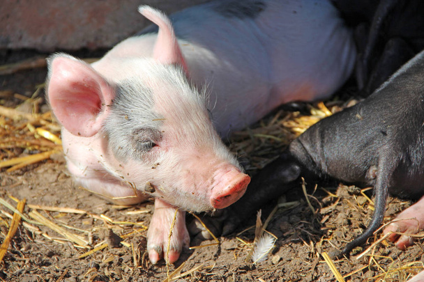 Varkens spelen en slapen op de boerderij. Roze biggen koesteren zich in de zon en slapen. Grappige varkens. Jonge biggetjes spelen in de tuin - Foto, afbeelding