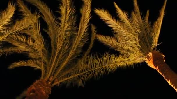 View to top of date palm from bottom at night. Date palm branches illuminated from below - Footage, Video
