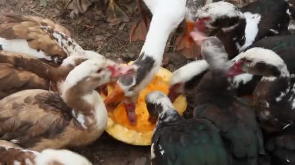 Les canards les oies et les canards musqués mangent la citrouille dans la volaille. La volaille se nourrit dans la cour. Les oiseaux domestiques mangent. Oiseaux de ferme mangeant de la citrouille crue
 - Séquence, vidéo