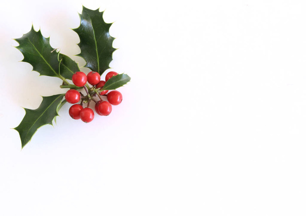 クリスマスのヒイラギ セイヨウヒイラギの白いテーブル背景に分離されました。常緑の葉と赤い果実。休日の説明文用に空領域。装飾花のフレーム、web bannerlat レイアウト、トップ ビュー. - 写真・画像