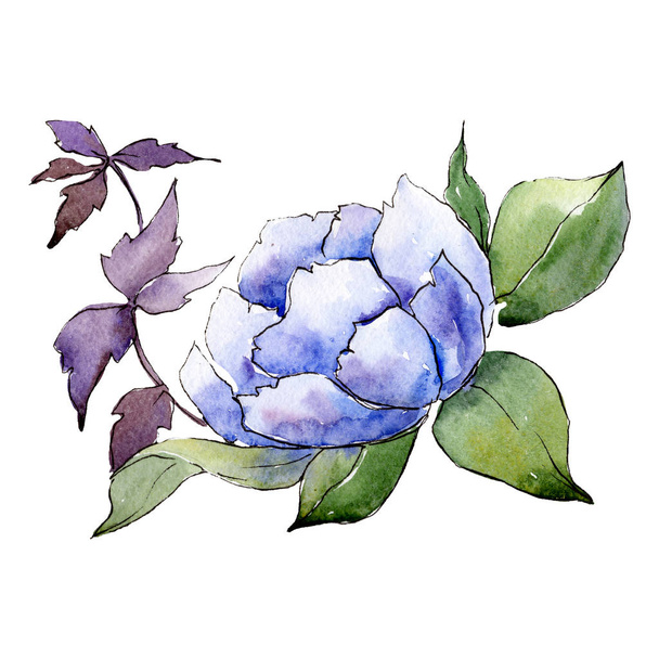 Blue botanical flower. Isolated bouquet illustration element. Green leaf. Watercolor background set. - Photo, Image