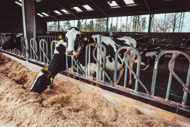 Cows in a farm. Dairy cows. Cowshed - Zdjęcie, obraz