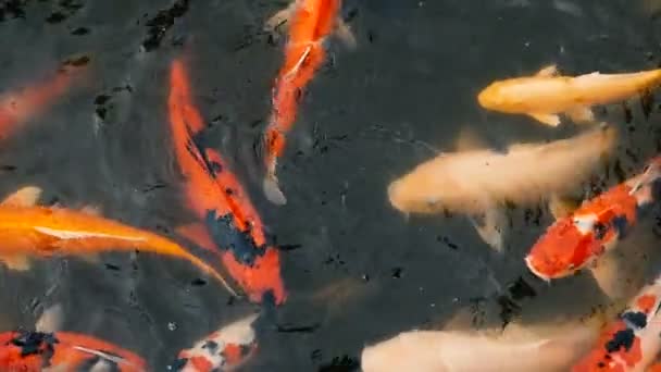 Levendige kleurrijke Japanse Koi karper vissen zwemmen in de traditionele tuin vijver. Chinese Fancy karpers onder wateroppervlak. - Video