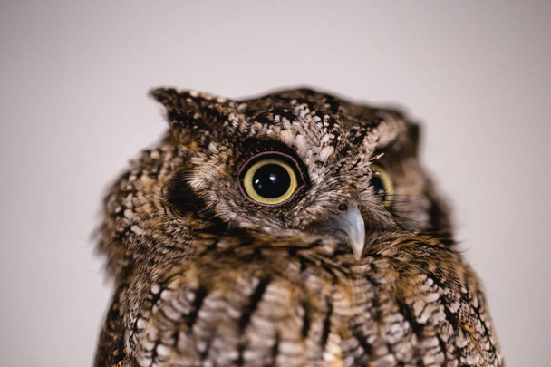 Photo of an Owl in macro photography, high resolution photo of owl cub. The bureaucratic owl, also called field-buckthorn, field owl, owl, buck-owl, owl-owl, guede, urucura, urucurian and urucuri - Photo, Image
