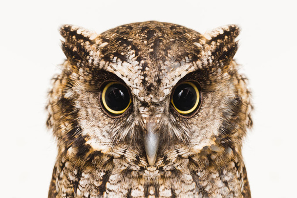 Photo of an Owl in macro photography, high resolution photo of owl cub. The bureaucratic owl, also called field-buckthorn, field owl, owl, buck-owl, owl-owl, guede, urucura, urucurian and urucuri - Φωτογραφία, εικόνα