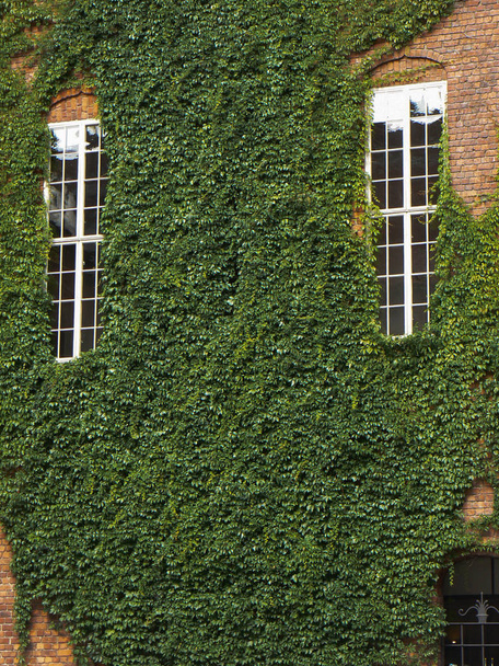 Плющ росте на стіні старої будівлі навколо вікон
 - Фото, зображення