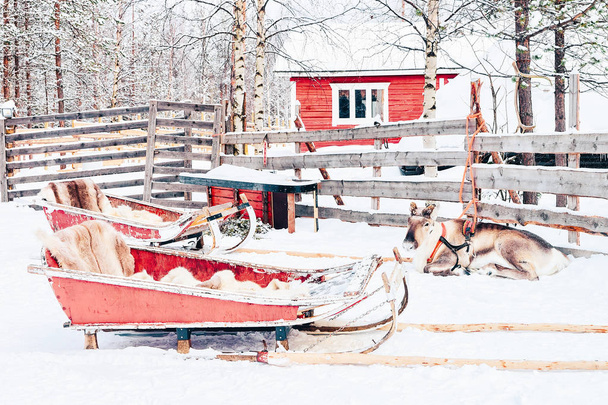 Reindeer with sled in Finland in Lapland in winter. - Photo, Image