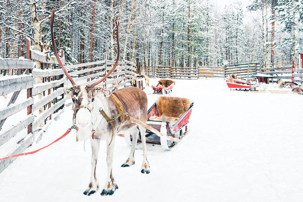Олені в санях в Фінляндії в Лапландії взимку. - Фото, зображення