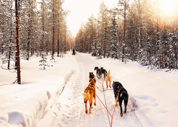 Έλκηθρο σκύλων της Φινλανδίας στη Λαπωνία το χειμώνα. - Φωτογραφία, εικόνα