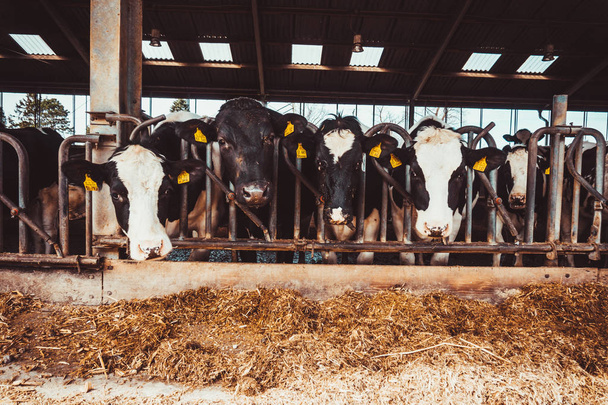 Cows on Farm. agriculture industry - Fotografie, Obrázek