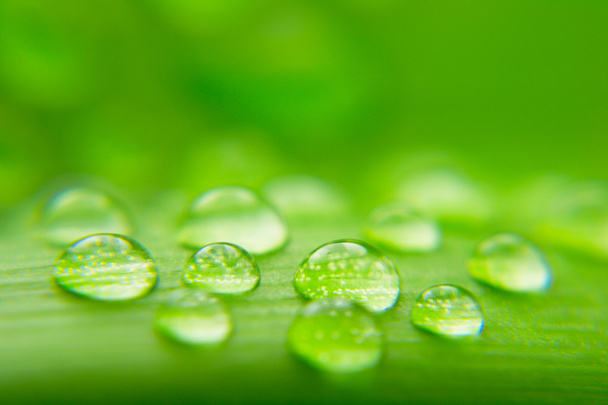Water drops background - Photo, Image