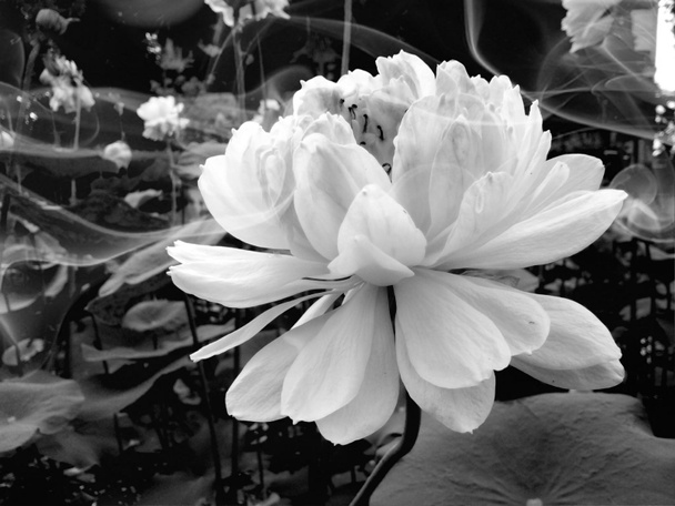 Λουλούδι του λωτού Loy Kratong Φεστιβάλ, Ταϊλάνδη. - Φωτογραφία, εικόνα