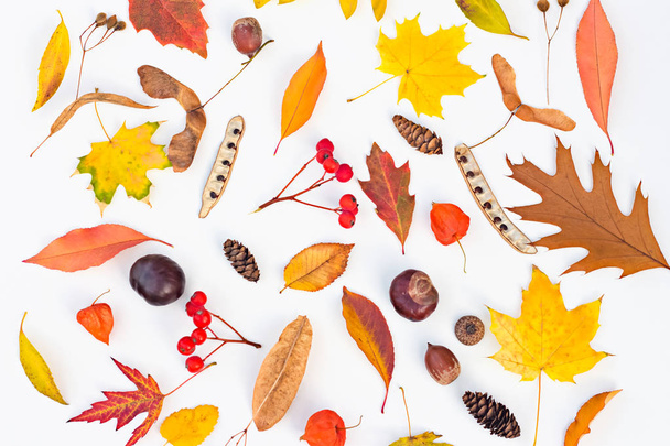 hojas de otoño hoja fruta planta semillas castaño bellota rowan physalia acacia arce concepto conjunto de hojas sobre un fondo blanco
 - Foto, imagen