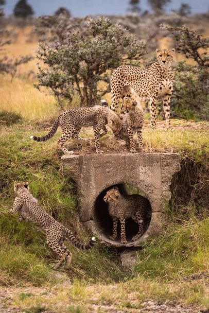 Cheetah relógios como filhotes de brincar em torno de tubo
 - Foto, Imagem