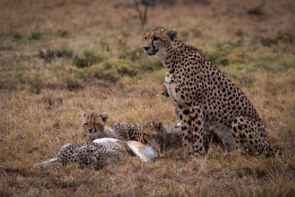 Geparden beobachten, während Junge Thomson Gazelle essen - Foto, Bild