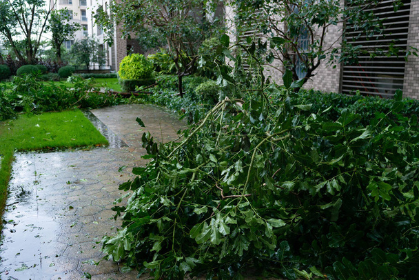 Umgeknickte Bäume nach starkem Sturm - Foto, Bild