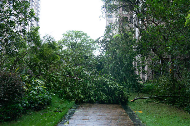 rikkoutuneet puut voimakkaan myrskyn jälkeen
 - Valokuva, kuva