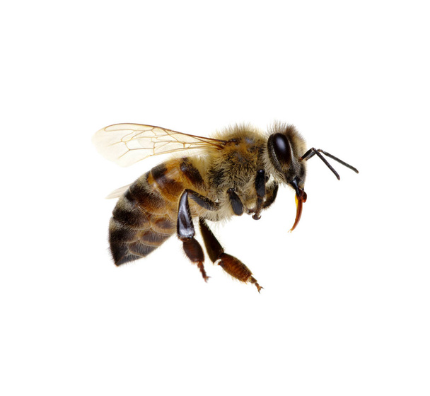 Пчела изолирована на белом - Фото, изображение
