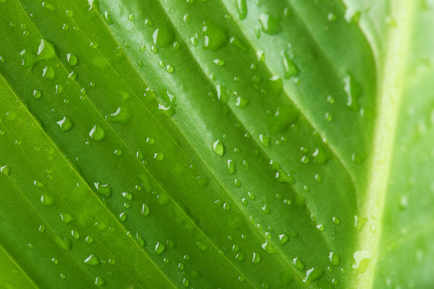 Macro view of water drops on green leaf - Fotoğraf, Görsel