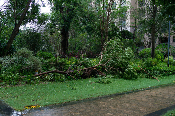 σπασμένα δέντρα μετά από μια ισχυρή καταιγίδα πήγε - Φωτογραφία, εικόνα