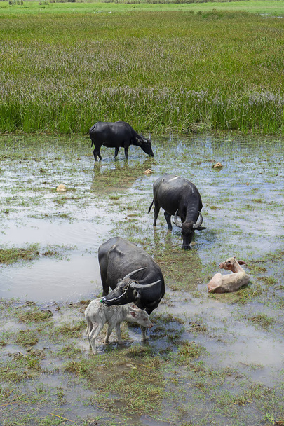 Водний бізон сім'ї в водно-болотних угідь, на озері Сонгкхла, Таїланд. - Фото, зображення
