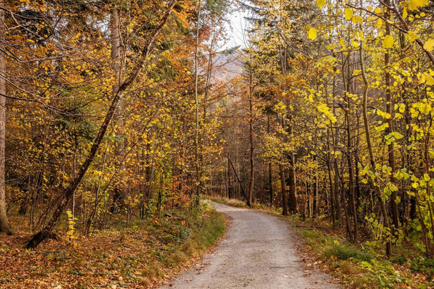 podzimní les v horách. - Fotografie, Obrázek