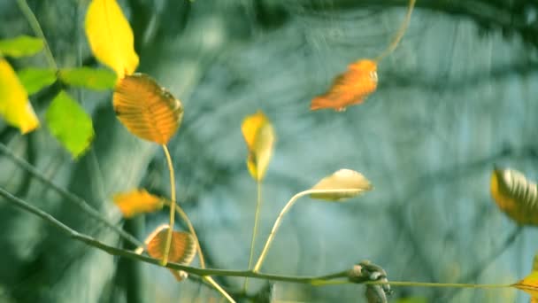 gelbes Blatt auf einem Ast auf dem Hintergrund verschwommener gelber Blätter Nahaufnahme - Filmmaterial, Video