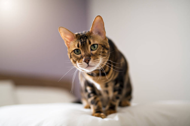 Bengal cat on a blanket with green eyes - Foto, immagini