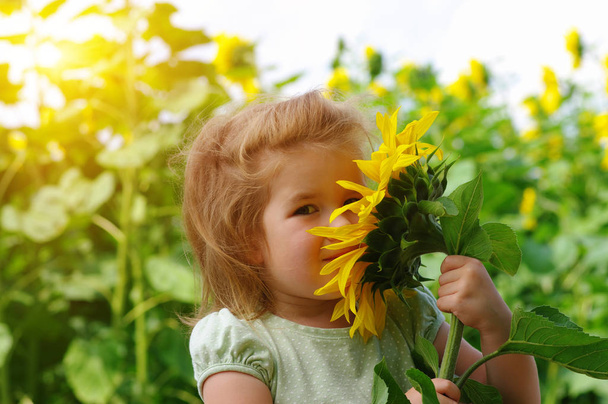 Onnellinen pieni tyttö haistaa auringonkukan pellolla . - Valokuva, kuva