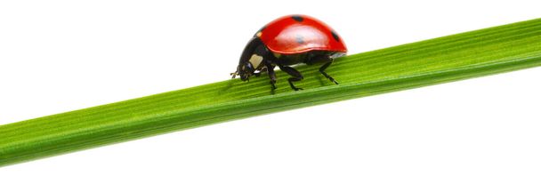 Ladybug on green grass isolated on white background - Photo, Image