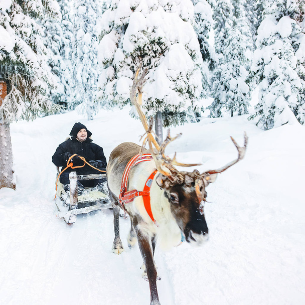 Kışın Laponya'da Finlandiya'da Ren geyiği kızağı man. - Fotoğraf, Görsel