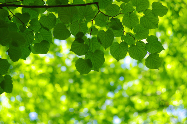 Fresh green leaves , natural blurred background. - Fotoğraf, Görsel