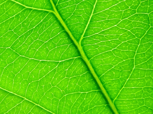 green leaf as background - Photo, Image