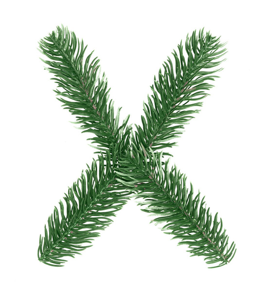 Letra X, alfabeto inglés, recogida de las ramas del árbol de Navidad, abeto verde. Aislado sobre fondo blanco. Concepto: ABC, diseño, logotipo, título, texto, palabra
 - Foto, Imagen