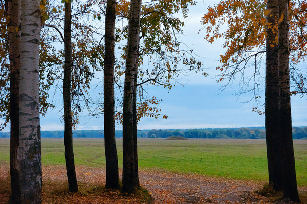 wunderschöner Herbst im Berchenwald in Bogoljubowo, in Russland. - Foto, Bild