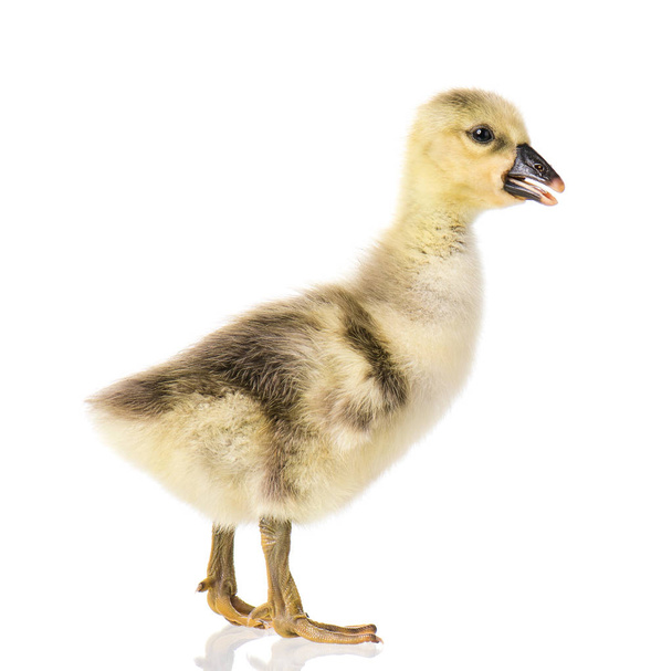 Aranyos újszülött gosling - Fotó, kép