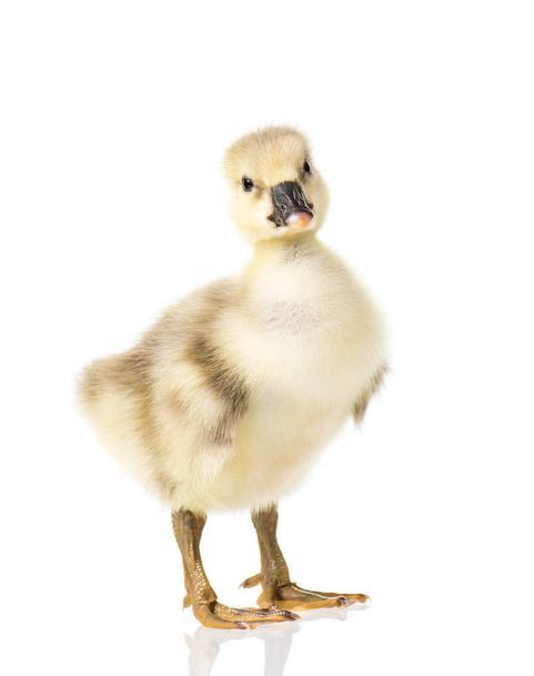 Carino neonato gosling
 - Foto, immagini
