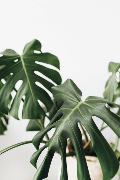 Tropical plant monstera in flowerpot on white background. Minimal floral concept. - Фото, зображення
