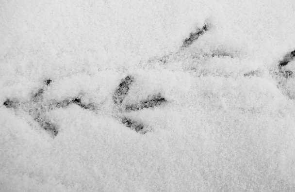 Птичьи шаги рисуют вертикальную изогнутую линию на белом снегу
 - Фото, изображение
