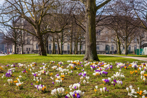 Первые цветущие крокусы в начале весны в Гамбурге рядом с музеем искусств и ремесел
 - Фото, изображение