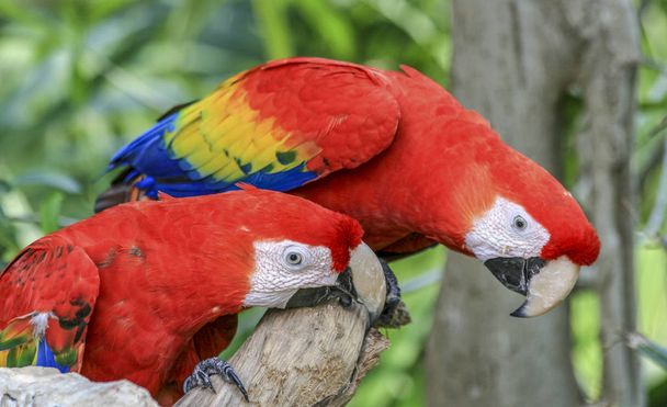 2 Red blue parrot gnawing on the tree - Photo, Image