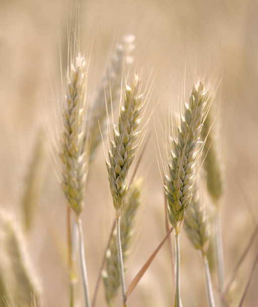 Fechar o campo de trigo em luz quente à noite, curta profundidade de foco
 - Foto, Imagem