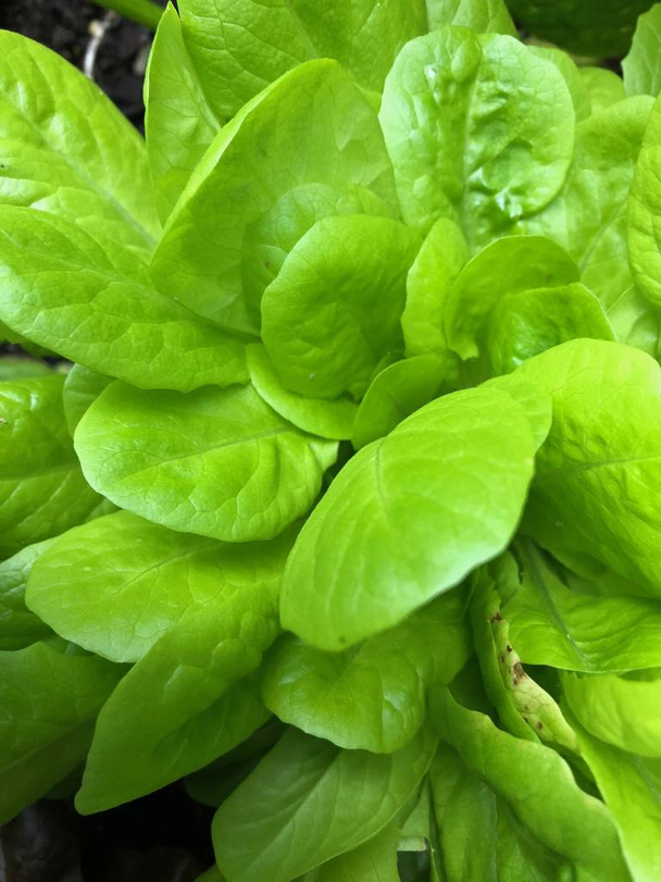 Photo of a green heirloom buttercrunch lettuce leaves viewed from the top planted in an urban home garden. - Фото, изображение