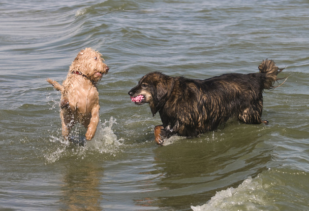 Dogs Playing - Photo, Image