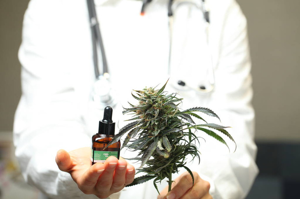 doctor hand hold and offer to patient medical marijuana and oil. Cannabis recipe for personal use, legal light drugs prescribe, alternative remedy or medication,medicine concept - Foto, immagini