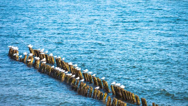 a flock of seagulls are sitting on breakwaters in the sea on a sunny day - Photo, Image