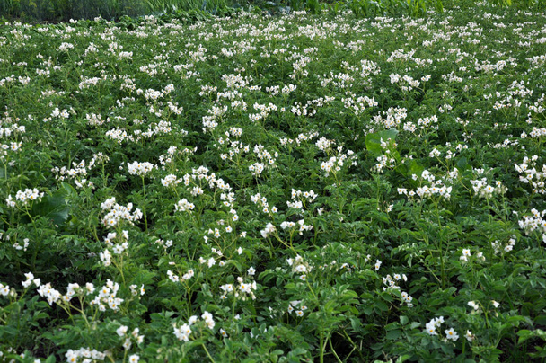 En el campo de un granjero, las flores de patata son abundantes - Foto, imagen
