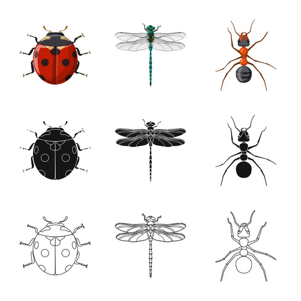 Objeto aislado de insecto y mosca símbolo. Conjunto de insecto y elemento símbolo de stock para web
. - Vector, Imagen